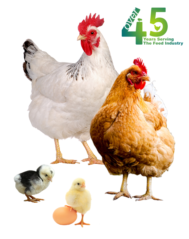 Poultry Feed for Broiler & Colour Bird